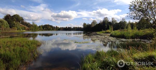 Музей совушек ФилоСовия (Россия, Ленинградская область) фото