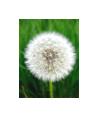 Dandelion05