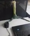 Павелентий