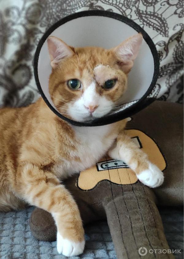 Ветеринарная клиника Миллион друзей (Россия, Ярославль) фото