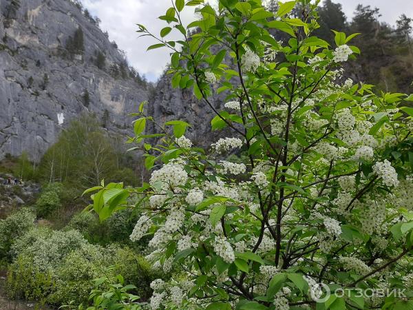 Урочище Че-Чкыш (Россия, Алтай) фото