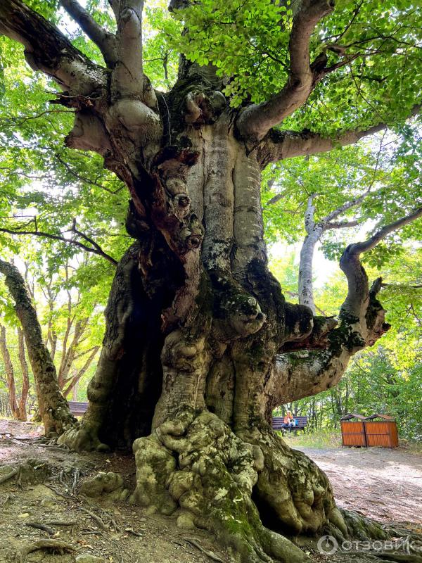 Экскурсия Вершины Южной Демерджи (Россия, Алушта) фото