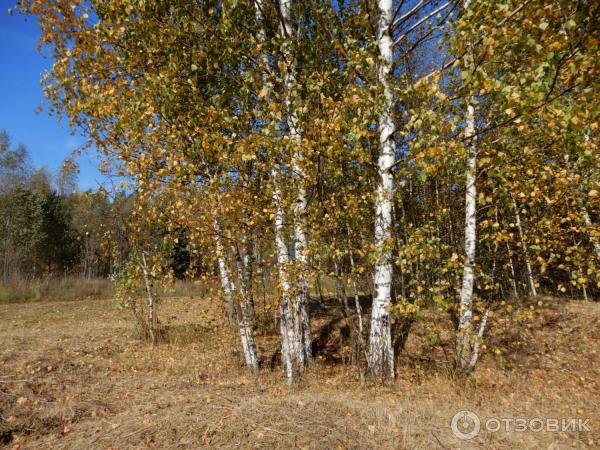 Село Диево-Городище (Россия, Ярославская область) фото