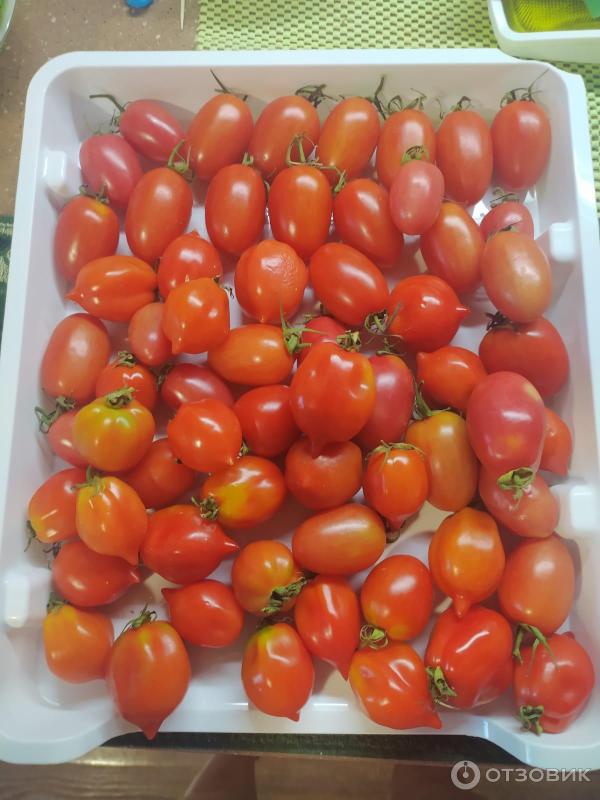 Семена Томатов Поцелуй Герани В Иваново Купить