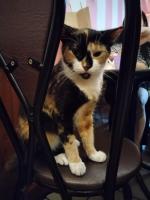 Пышечная на Большой Конюшенной 25 (Россия, Санкт-Петербург) фото