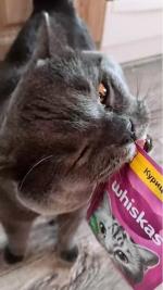 Продукция Whiskas фото