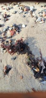 Отдых в Калининграде (Россия, Калининградская область) фото