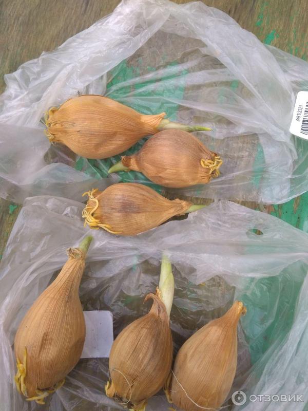 Луковичные ирисы