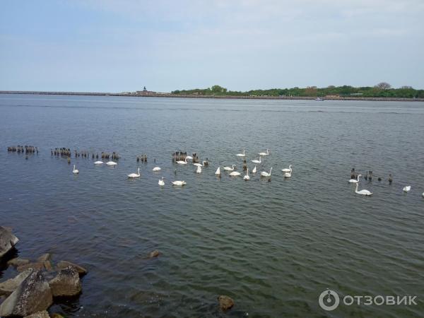 Город Балтийск (Россия, Калининградская область) фото