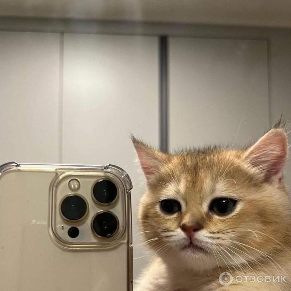 IPhone 14, cat