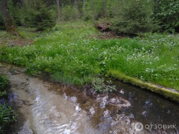 Национальный парк Орловское полесье (Россия, Орел) фото