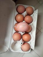 Яйца куриные "Щедрый год" фото