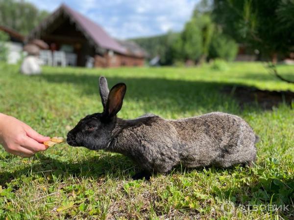 База отдыха Таежная заимка Лесная сказка (Россия, Белокуриха) фото