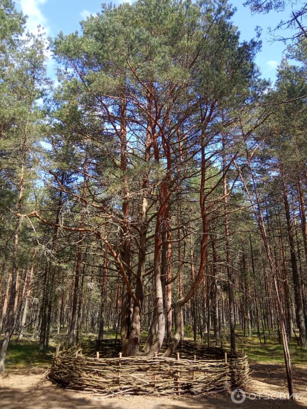 Отдых на Куршской косе (Россия, Калининградская область) фото