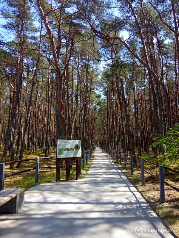 Отдых на Куршской косе (Россия, Калининградская область) фото