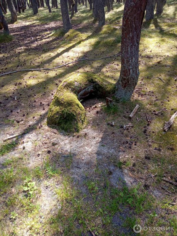 Отдых на Куршской косе (Россия, Калининградская область) фото