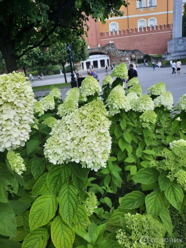 Большой Кремлевский сквер (Россия, Москва) фото